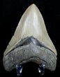 Inch, Serrated, Anterior Megalodon Tooth #3600-2